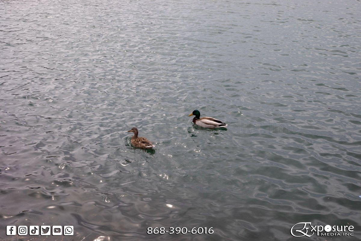 ExposureMediaIn's tweet photo. Pair of Mallard Ducks (Left: Female; Right: Male) enjoying a Swim🥰
.
.
.
.
.
.
#MallardDuck #Duck #Wildlife #Spring #SpringTime #Islands #Nature #NatureLover #Outdoors #SiteSeeing #Adventure #CentreIsland #Toronto #Canada #WildlifePhotography @ExposureMediaInc #ExposureMediaInc https://t.co/MSFWUpg7aj