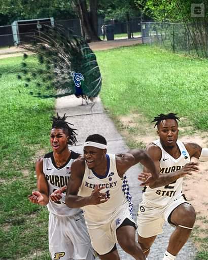 MaryPitera's tweet photo. BIG day tomorrow!! 🦚🏀
#MarchMadness2022 #EliteEight
#LetsGoPeacocks #Jersey https://t.co/lN2xZJjq0v