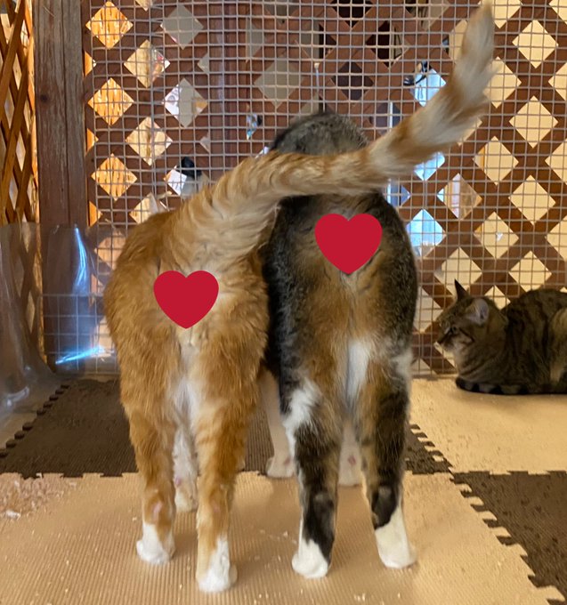 猫カフェのtwitterイラスト検索結果 古い順