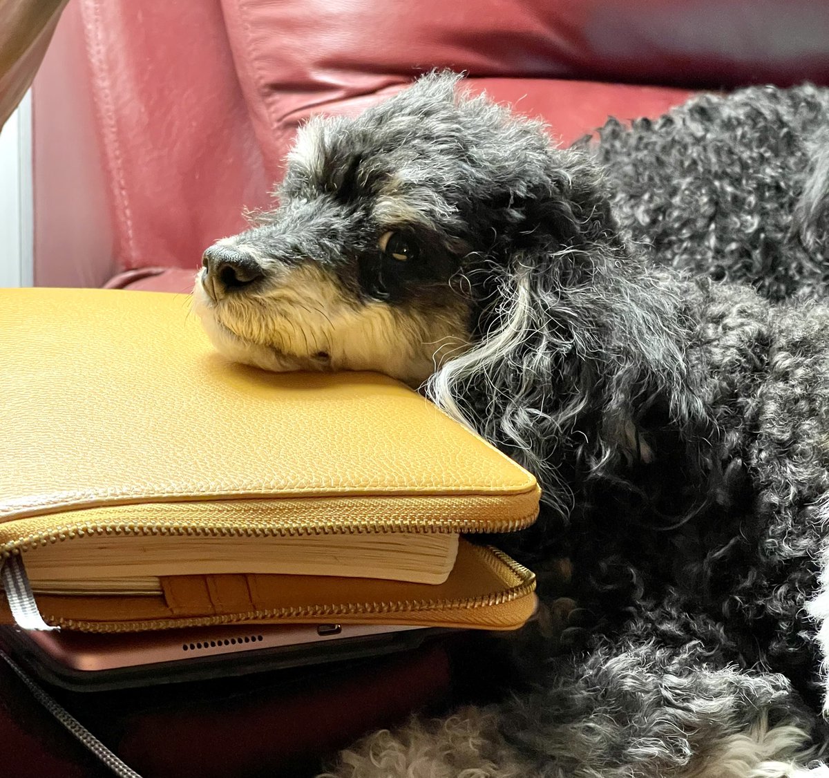 PamNCBennett's tweet image. Not sure why my journal is his pillow of choice because it sure doesn’t look comfy 🤷🏼‍♀️🤦🏼‍♀️. But Walker won’t ever lay where he can’t constantly see me. Wouldn’t change a thing. #dogsoftwitter #RescueDogs #phantompoodle