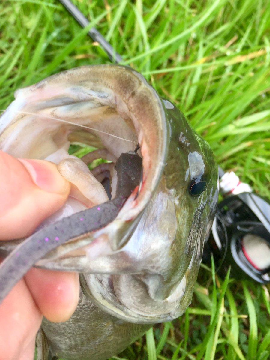 ドロップショットミノー＋ホリゾンヘッド
不器用な奴に向かない釣りの代表格 ミドスト。
この組合わせでアイの結び目ズレさえケア出来れば一気に超簡単。
サルでも出せる絶品ロールだ。

ビバNLW❗️(ちょっと忖度😬)