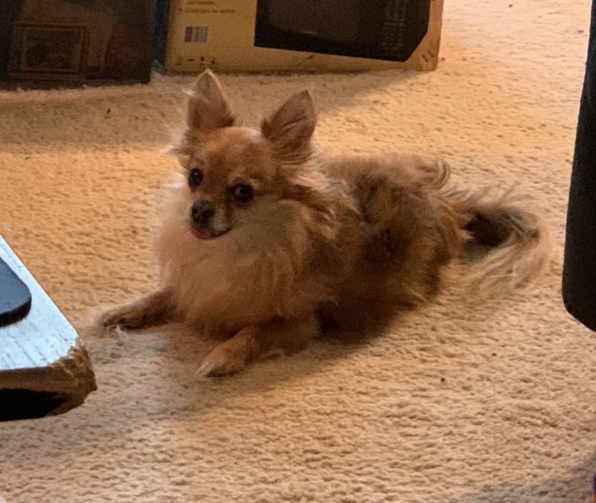 AnathemaThePup's tweet photo. 👅 https://t.co/mIl527lfZr