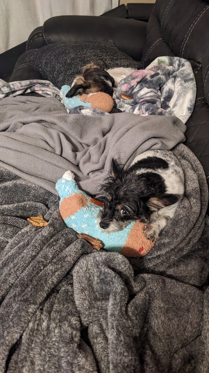 hillamillion's tweet photo. My spoiled brats with their heated rice sock babies they love 💕 https://t.co/DYqth24Bcm