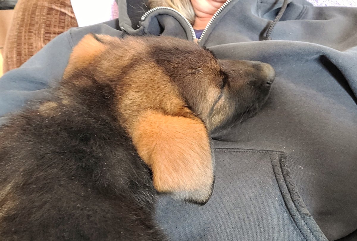JBMEquiFarms's tweet photo. Horses got fed a little late this evening.
Lil Muffit was snoozing
Gotta take the puppy cuddles when I can get them(and before he gets too big)
#muffit #puppy #puppyspam #9weeksold #sleepypuppy https://t.co/8s5MvZMXET