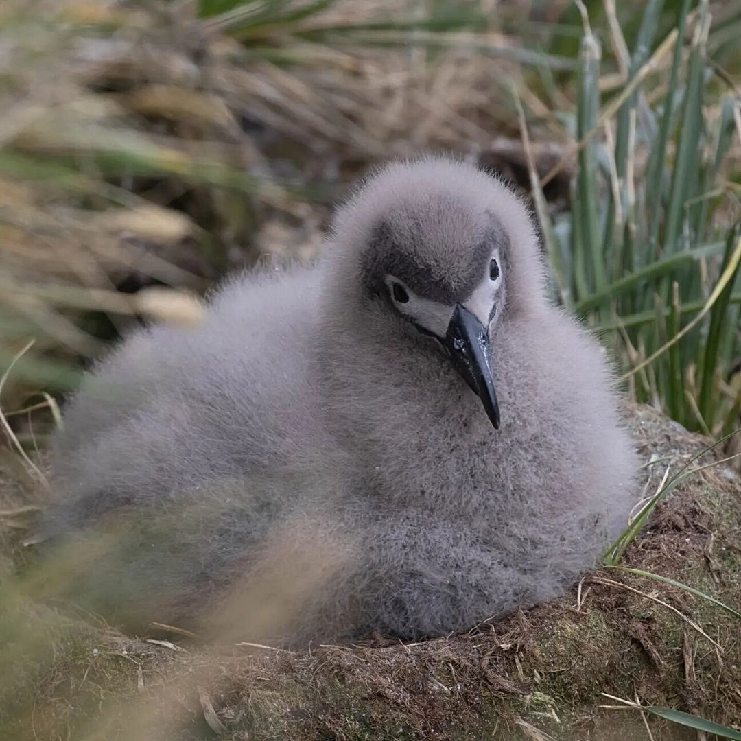 تويتر 南半球アホウドリ物語 على تويتر Komei 最高の褒め言葉と解釈いたしました تويتر 南半球アホウドリ物語 على تويتر Komei 最高の褒め言葉と解釈いたしました
