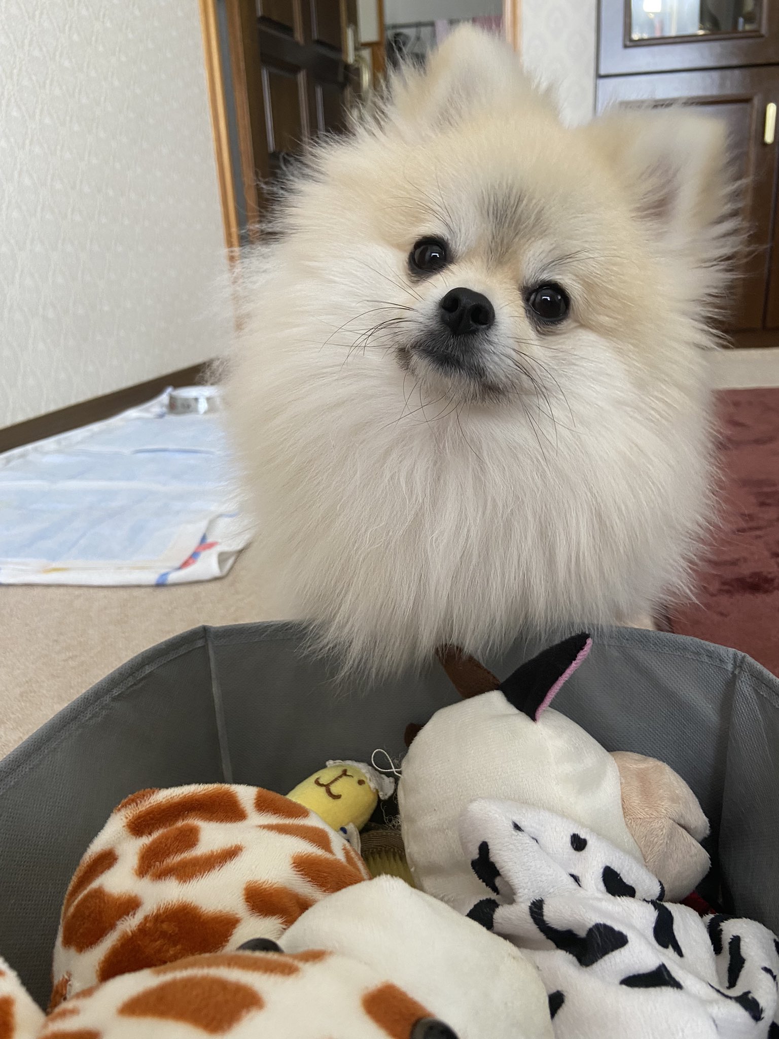 りんご ゴン太のママ かっきーさんち Ringoapple73 Twitter