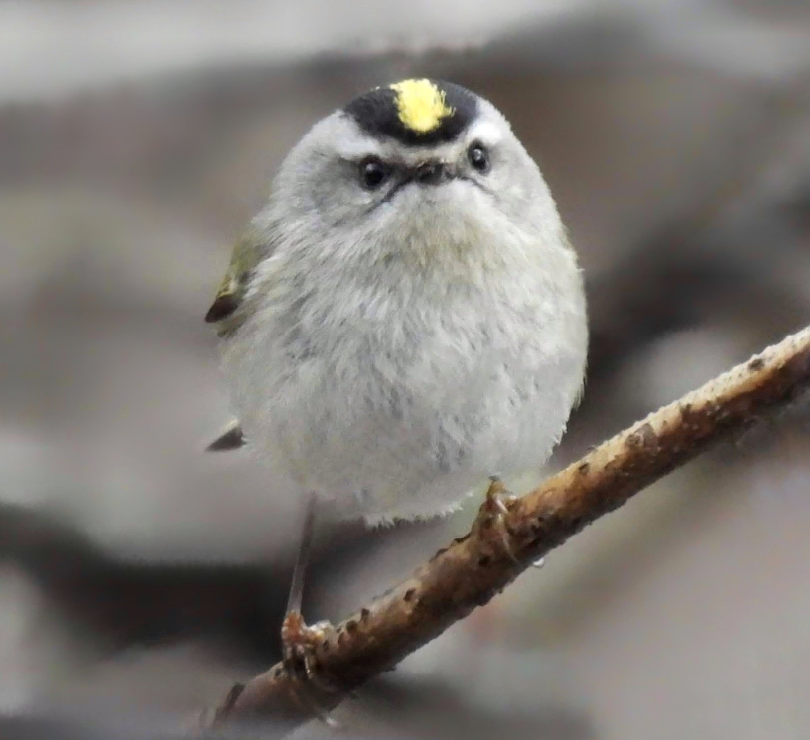 Mashhurlar ishtirokidagi porno albomlar