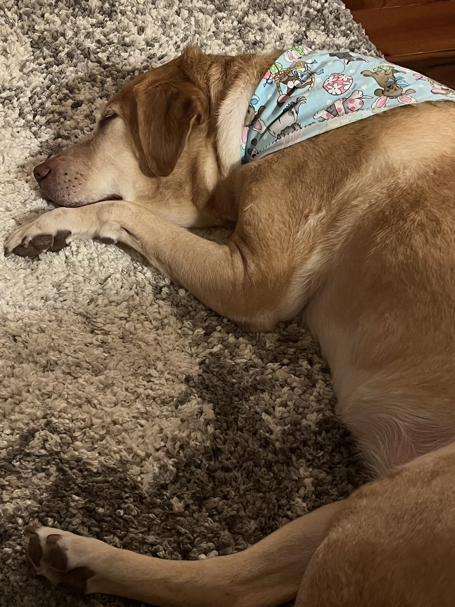 lauriereuben's tweet photo. Spa Days can be exhausting. #dogworldproblems https://t.co/0Pq7u4vq3Q