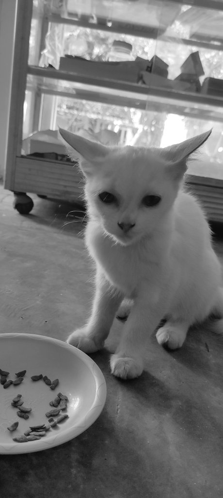 😺