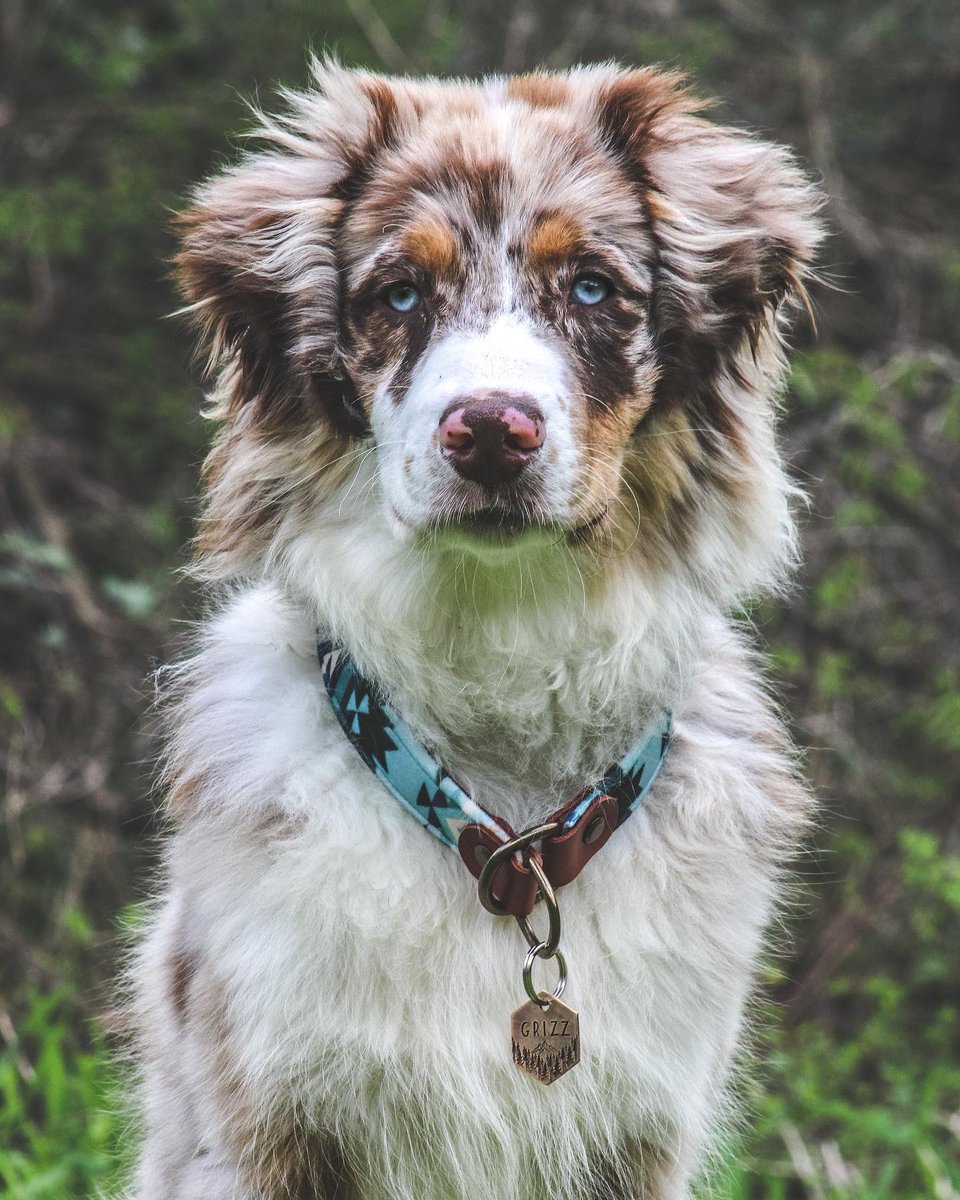 Grizzly Bear tweet media