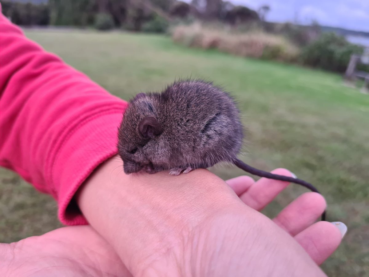 karinstark79's tweet image. Look at this gorgeous #Antechinus! 
Did you know the males shag themselves to death before their first birthday? 100% mortality rate. 

We put him safely back into the bushes as he was heading to some houses. 
#WildOz
