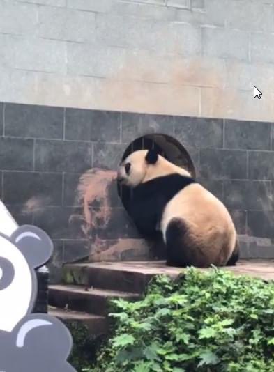 Amy R. ๐ฌ ๐ผ ๐บ (@dodgerames) on Twitter photo Bei Bei tonight! ๐๐๐ <a href="/CharmCityPanda/">CSBaltimore</a> @GAGA_and_MDNA <a href="/MadAboutBei/">Pattie</a> <a href="/AbigailGerhardt/">AbbyG</a> <a href="/dieth001/">Brenda</a> <a href="/tiantianpanda97/">Tian Tian</a> <a href="/MommyMei98/">Mei Xiang Tian</a> <a href="/mypandatours/">My Panda Tours</a> <a href="/kathybowler/">Kathleen Bowler</a> <a href="/aleftie/">Kathleen Harding</a> Bei Bei tonight! ๐๐๐ <a href="/CharmCityPanda/">CSBaltimore</a> @GAGA_and_MDNA <a href="/MadAboutBei/">Pattie</a> <a href="/AbigailGerhardt/">AbbyG</a> <a href="/dieth001/">Brenda</a> <a href="/tiantianpanda97/">Tian Tian</a> <a href="/MommyMei98/">Mei Xiang Tian</a> <a href="/mypandatours/">My Panda Tours</a> <a href="/kathybowler/">Kathleen Bowler</a> <a href="/aleftie/">Kathleen Harding</a>