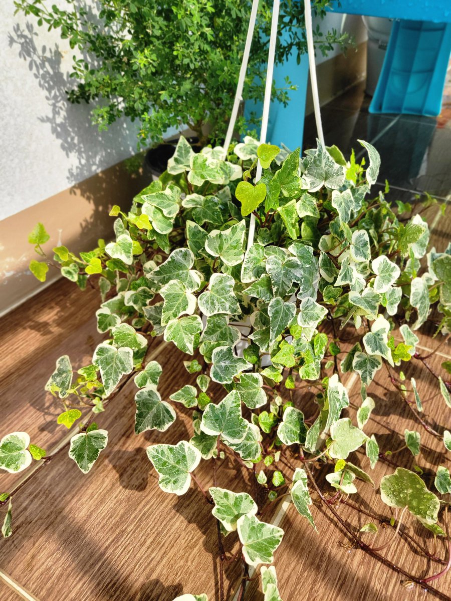 geehjh's tweet photo. 물 주는 주말 아주 용기내어 데려온 화분 두개 🌿🌿 https://t.co/xd51XuYewE