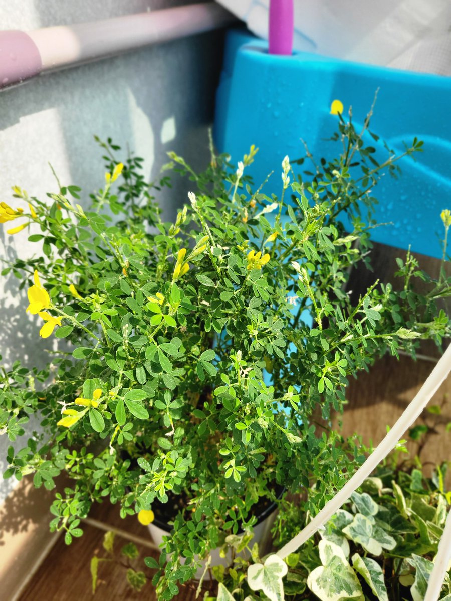 geehjh's tweet photo. 물 주는 주말 아주 용기내어 데려온 화분 두개 🌿🌿 https://t.co/xd51XuYewE
