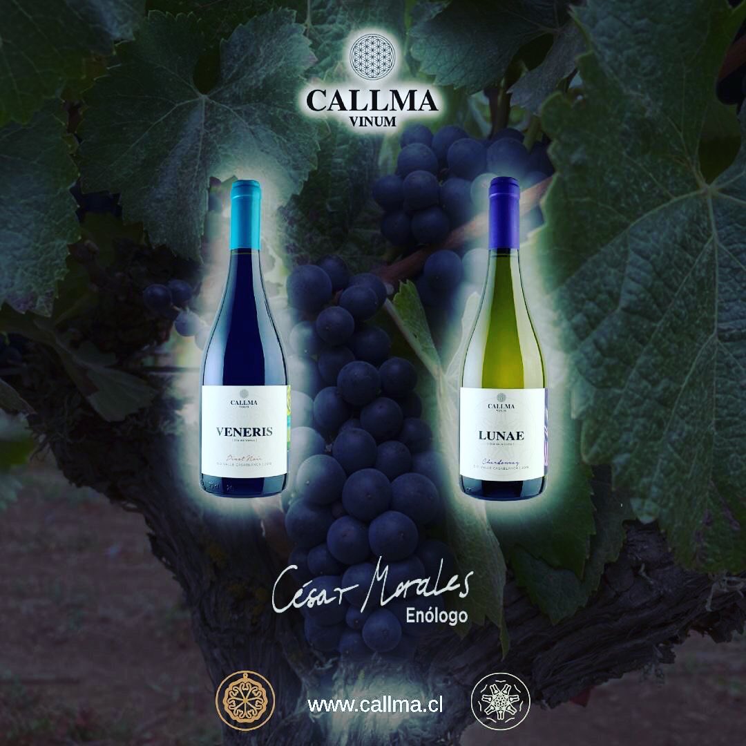 CallmaVinum's tweet photo. https://t.co/8VESDIfP7n #chileanwine #vinosconpersonalidad #viñaterosindependientes #vino #pequeñasproducciones #winelover #callmavinum #wineofchile #movichile_br #MOVILaTienda #lacavadelsommelier #bacovinobistro #movichile #restaurantedoncarlos #wine_promotion_ https://t.co/xDPHsOsRfZ