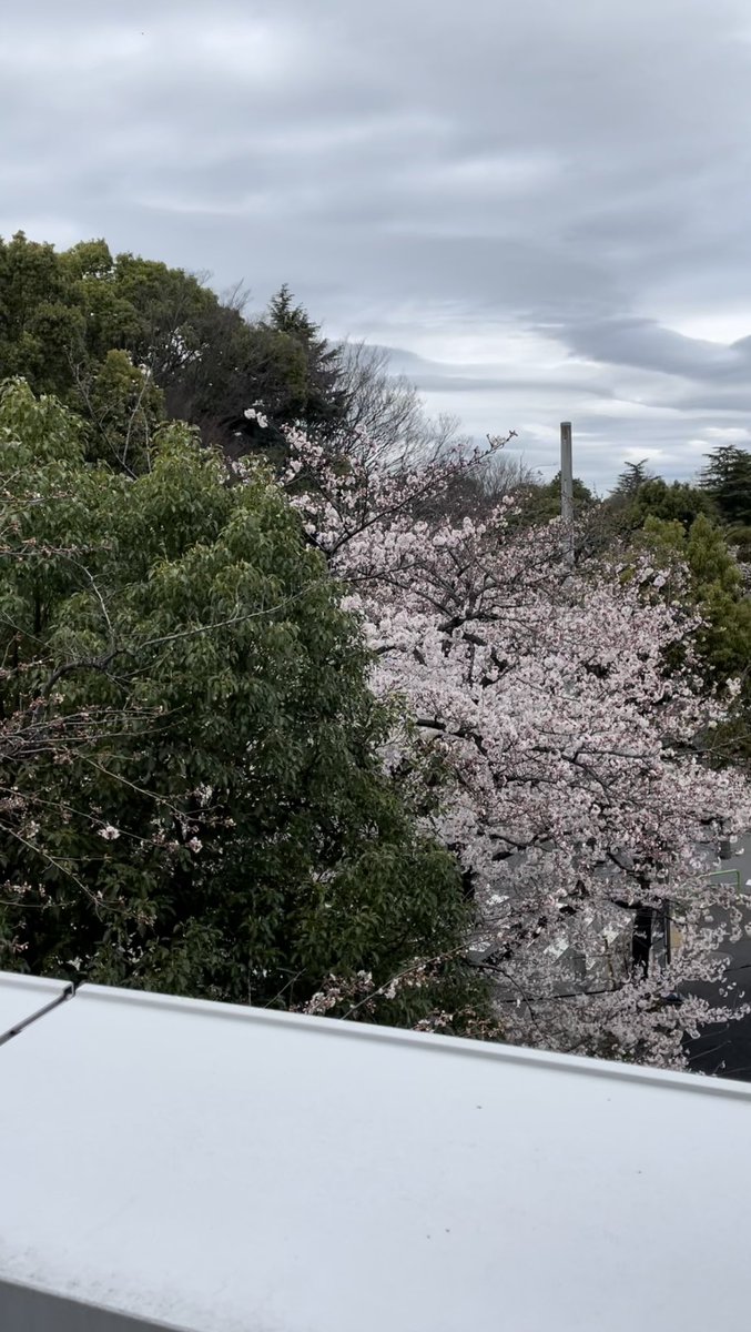 esplendido_game's tweet photo. ベランダから桜
5〜7分咲ってとこか
満開楽しみ https://t.co/ErQnqo7W9f
