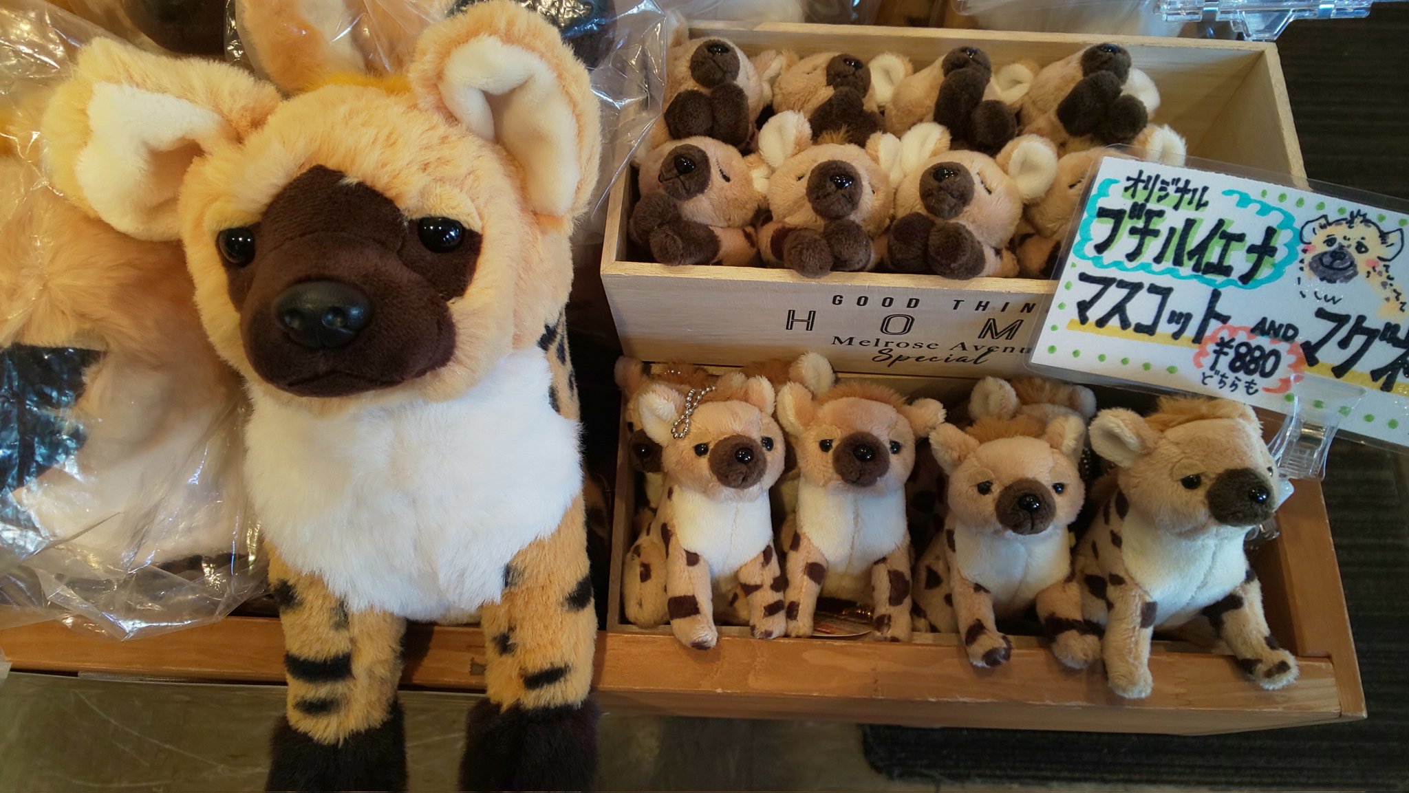 円山動物園オフィシャルショップ こんにちは やっと春らしい日曜日が来ました 春休みに入り 円山動物園 に観光で来られる方も増えているかと思います ここでオフィシャルショップでオお薦めのオリジナルグッズシリーズです 珍しいハイエナと