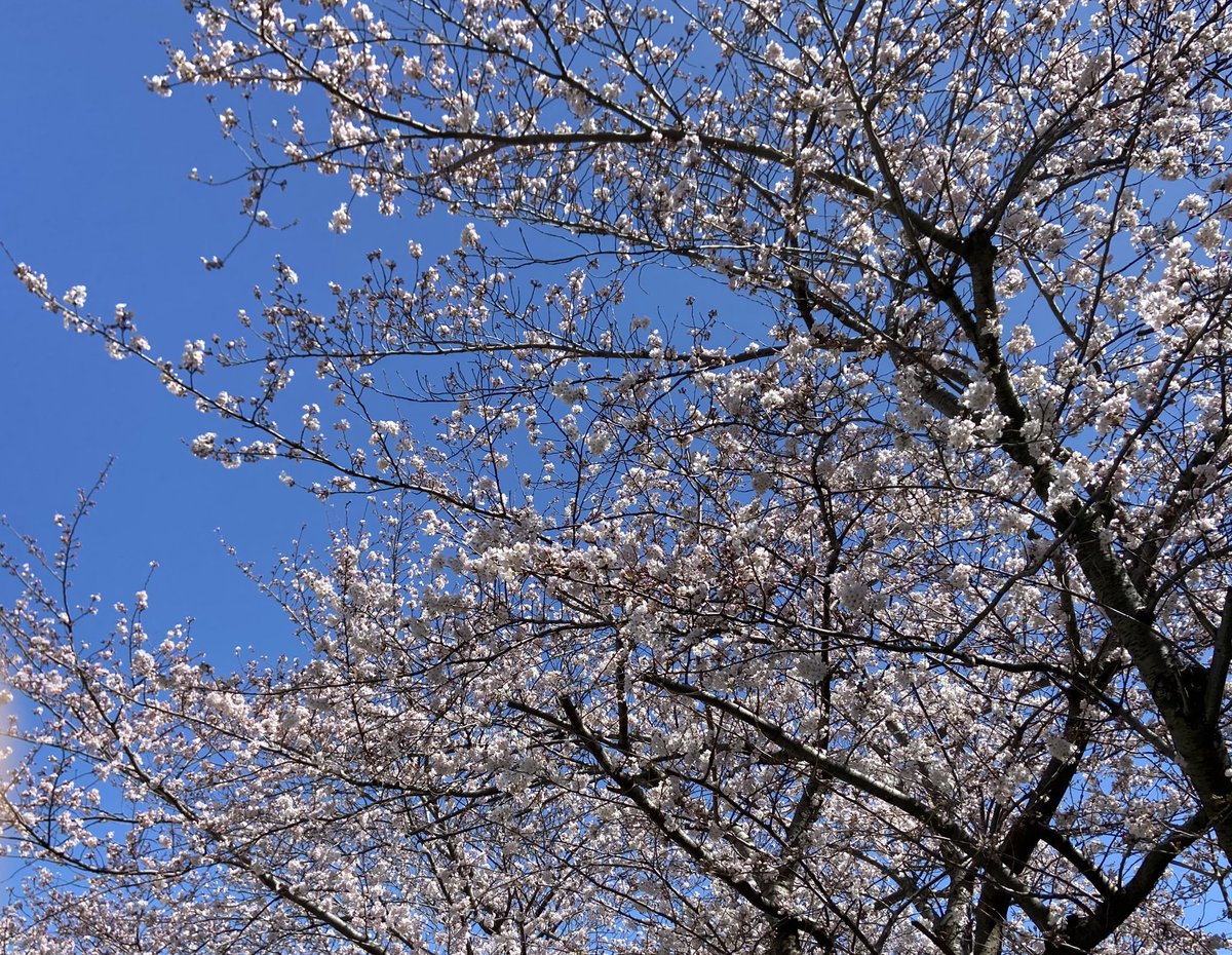 yuta24big's tweet photo. 桜、咲いていた為写真を撮影しました。 https://t.co/ysq25KZJy3