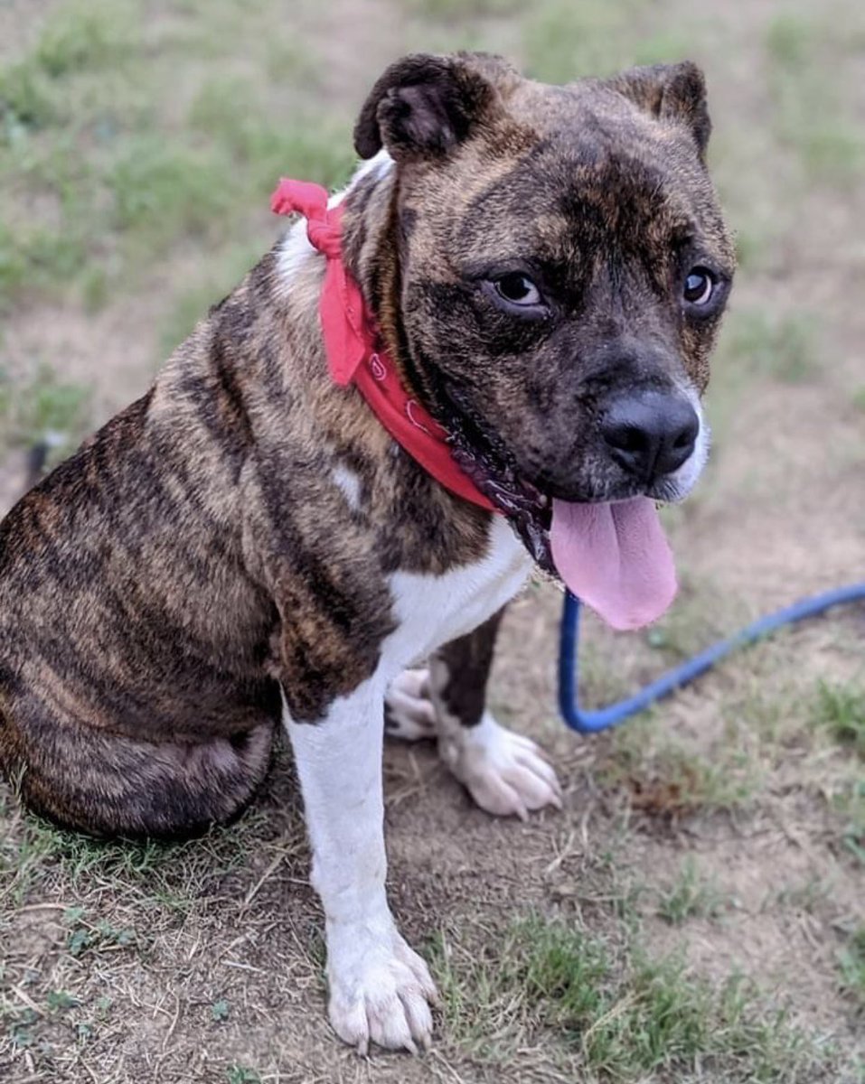 reddogsusie's tweet photo. #TN #MEMPHIS
🆘🆘CODE RED Ace 2yr 8mo boy HW+ ADOPTED JULY2021 (left pic) NOW CONFISCATED FOR WELFARE WEIGHING 12lbs LIGHTER (right pic)🤬This poor guy has had a horrid time &amp; needs #RESCUE #FOSTER #PLEDGES or a very kind home! #MASA6506 PLS HELP🙏🏻
https://t.co/qtdo1zpKdy https://t.co/5JytOQ1Xw9