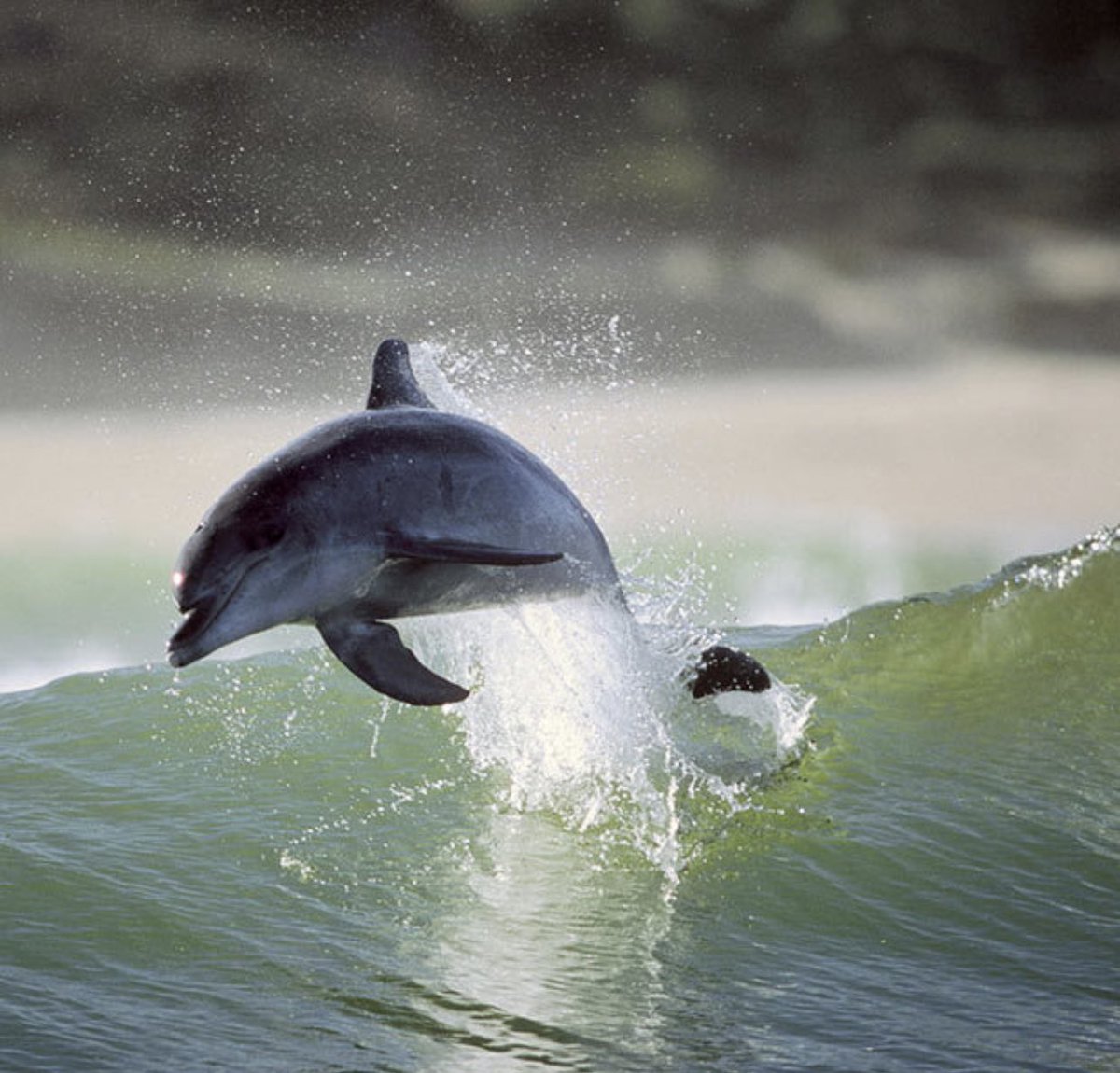 12345_cfa's tweet photo. @oceaverse Surfing Dolphin! https://t.co/ZnTiEI6Gvj