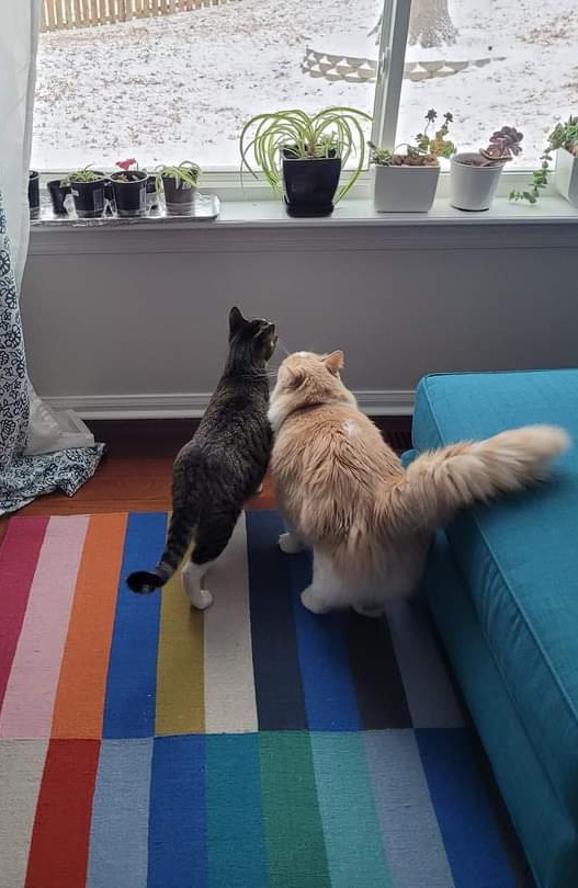 BuddyFloofpants's tweet photo. I haven't posted in a long time but I think it's important for the world to know this weird short-haired guy moved in a few months ago. Everyone keeps calling him my brother but I'm not sure I see the family resemblance. Does this mean more kibble somehow? https://t.co/ZHxfWyZuye