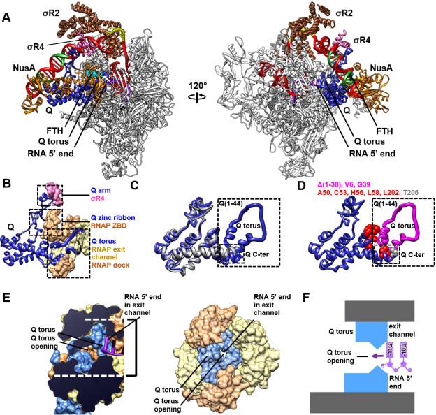 R_H_Ebright's tweet photo. Structural basis of transcription antitermination by Qλ: NusA induces refolding of Qλ to form nozzle for RNA polymerase exit channel 

(Collaboration between our lab and the labs of @Bryce_Nickels and @Kaelberviridae.)

https://t.co/PhYT0hWxFc https://t.co/azLkNns3PX