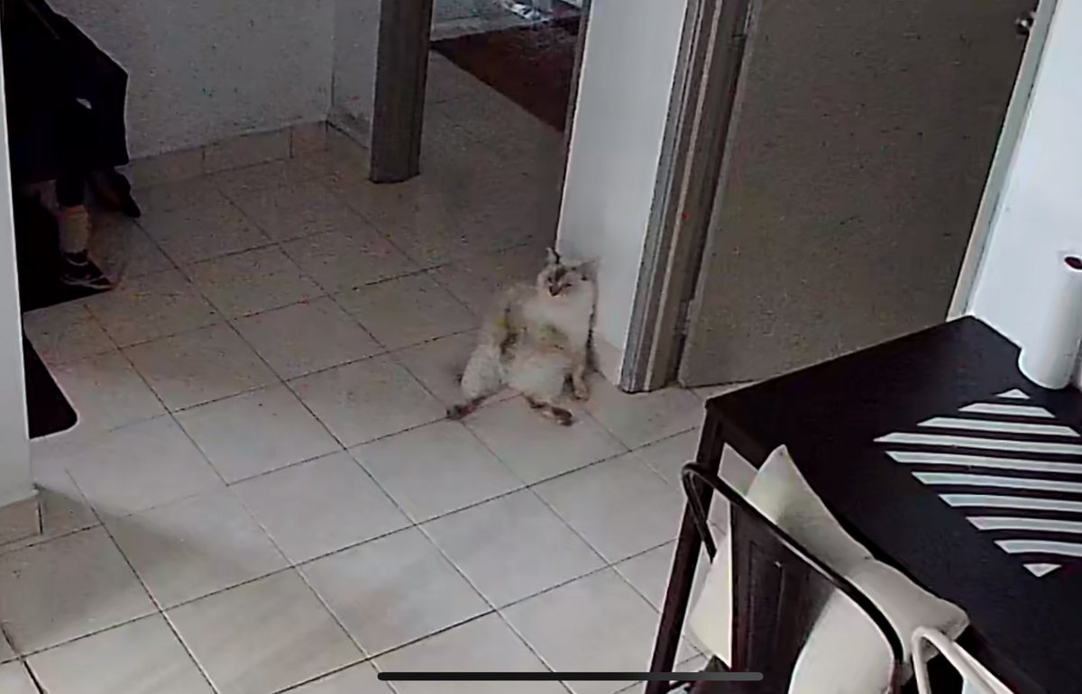 frdsh_'s tweet photo. When youre travelling but you are also a clingy cat parent who keeps checking on your kids every 5 minutes and the kids are patiently waiting for you to come home. 🥺☹️ https://t.co/ThwZTjF5PY