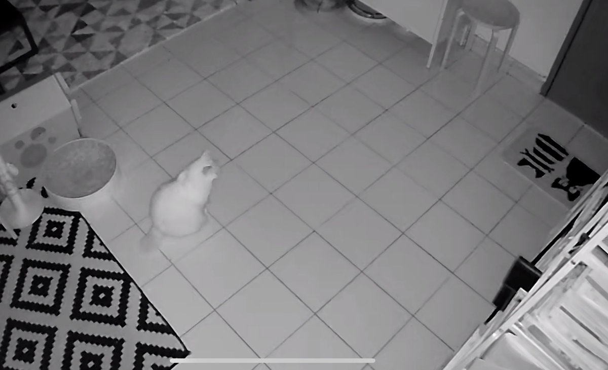 frdsh_'s tweet photo. When youre travelling but you are also a clingy cat parent who keeps checking on your kids every 5 minutes and the kids are patiently waiting for you to come home. 🥺☹️ https://t.co/ThwZTjF5PY