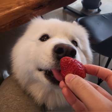 Dinomite🦖🧨 (@dinogodwhale) on Twitter photo 