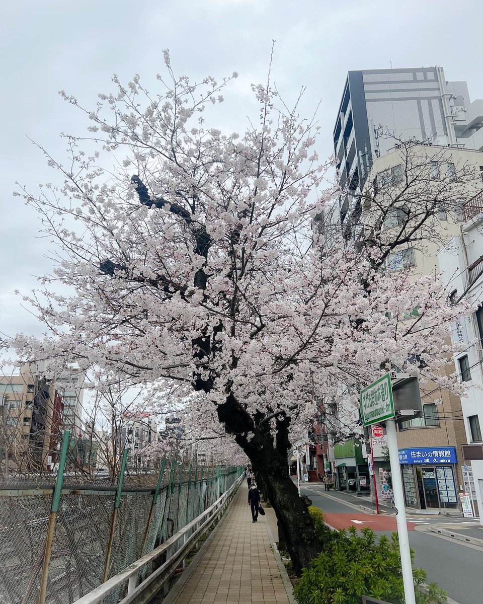 kazywatanabe's tweet photo. 犬の、散歩がてら巣鴨の桜をお花見してきました。駅からの線路沿いなかなか良い場所です。#はなみ #さくら #そめいよしの https://t.co/hPk6Iw8FsF