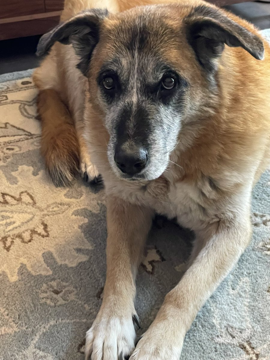 Michelle Muse tweet media