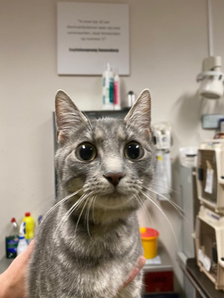 DierenAmsterdam's tweet photo. Dan doe je de balkondeur open op 3 hoog zit deze schoonheid op je balkon. Geen idee waar je vandaan komt, niet gechipt, dus mee. Briefje bij buren, op dezelfde hoogte, in de bus gedaan en bingo. Er werd gebeld, kat had halsbrekende toeren uitgehaald. Personeel komt #ChipTip https://t.co/0U83wUJ3KY