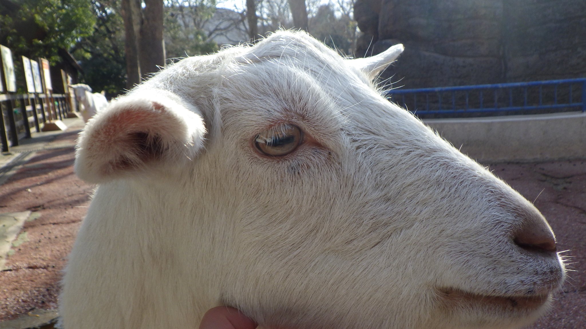 千葉市動物公園 公式 Twitterissa ヤギの瞳といえば四角形 と想像する方が多いかと思いますが 暗いところでは 我々人間と同じ丸形になります ギ 千葉市動物公園 子ども動物園 シバヤギ T Co Wrztq1xz6g Twitter
