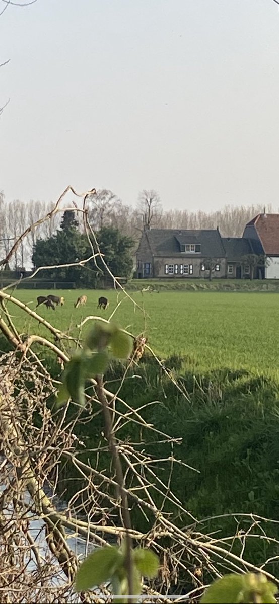 Top2toe4you's tweet photo. Top2toe4you · Reetjes in de ‘achtertuin’!  - Nextdoor https://t.co/4lelT2PvcE 

#langeweg #reetjes #brabant #moerdijk #nextdoor https://t.co/wSbYjw3Nec