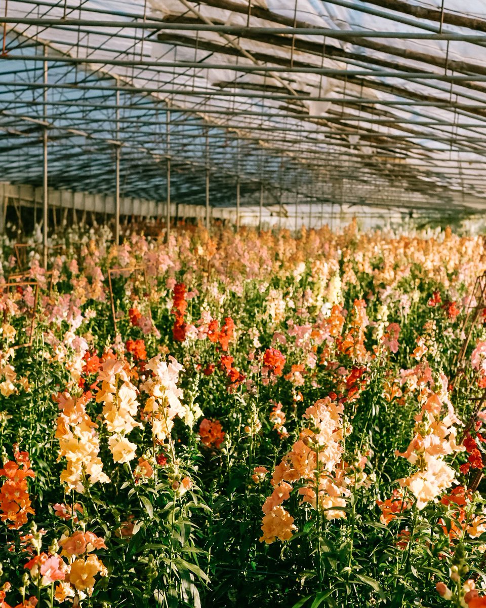 royalsantos's tweet photo. Sea of flowers in Atok, Benguet. 🌻 https://t.co/qRt8OADOv6
