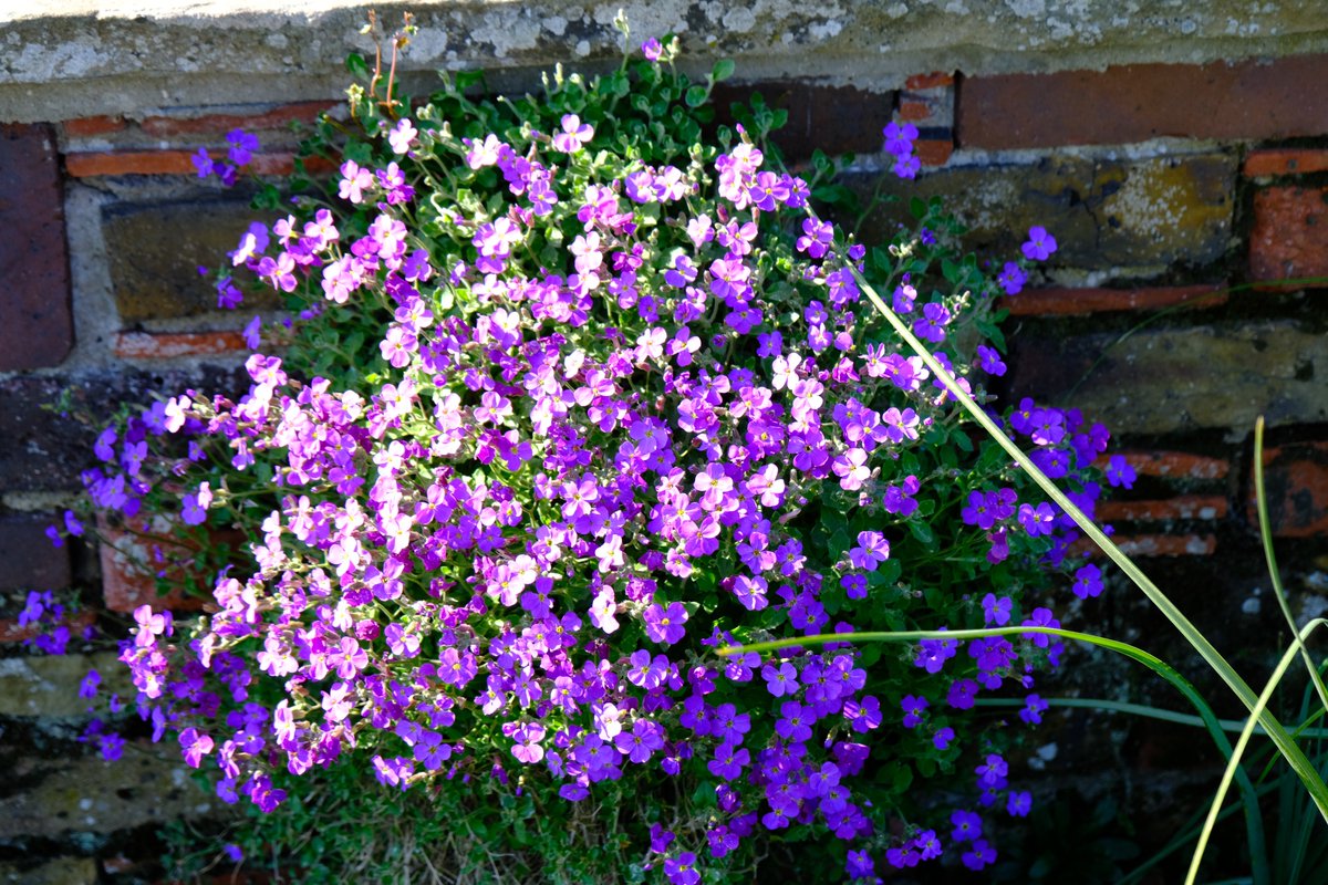 ian_hulf's tweet photo. Welcome to Sunday 27th
It’s growing from a crevice in the wall, How does it survive and grow there at all. But the aubrieta is a drought tolerant one, Flourishing here in the afternoon sun. #Post545© #PrioryPark #IanHulf #MyCityOfSouthend #FrontLineWorkersCare. https://t.co/XrPrJir32I