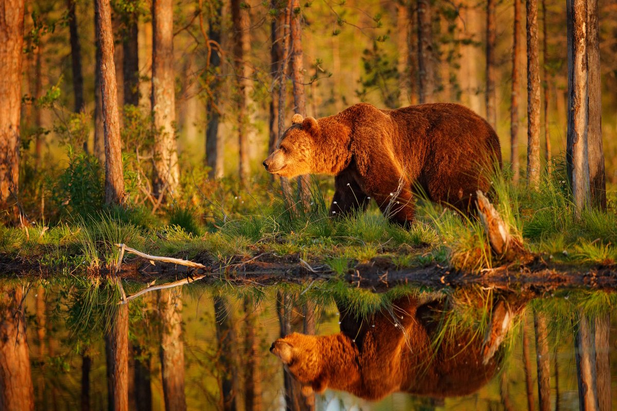 GM everyone☀️ Brown bear from Finland.