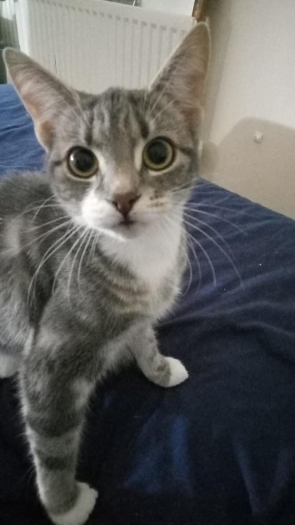 demonicmo60's tweet photo. @ParryNormals Iam a cat person but wow bless https://t.co/6QqUF1kiIp
