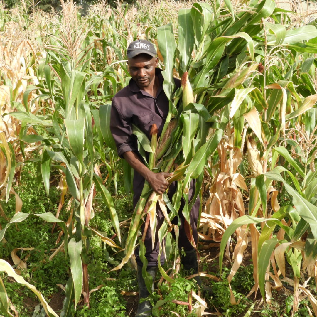 rafikicastle's tweet photo. Doyle Farm delivers again! Our farm crew have harvested huge crops of bananas and maize - which is good timing, because everyone is home from school holidays and that's a lot of hungry, growing people to feed.
#RafikiMwema #DoyleFarm #githeri https://t.co/xn1RWfDUif