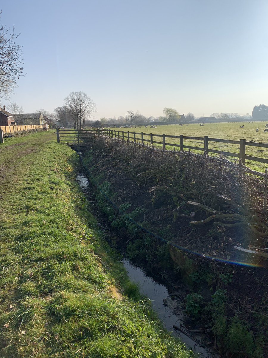 Finally finished ~650m for the year #hedgelaying all within a mile of the house, mix of maiden planted hedges and relaying old blackthorn hedges, all emerging in leaf a treat. Hazel stakes and binders