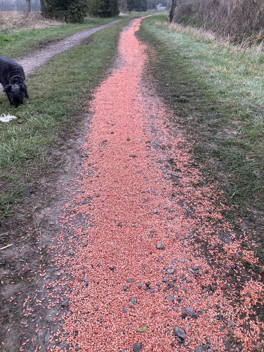 Someone had a leaking bag or drill…..