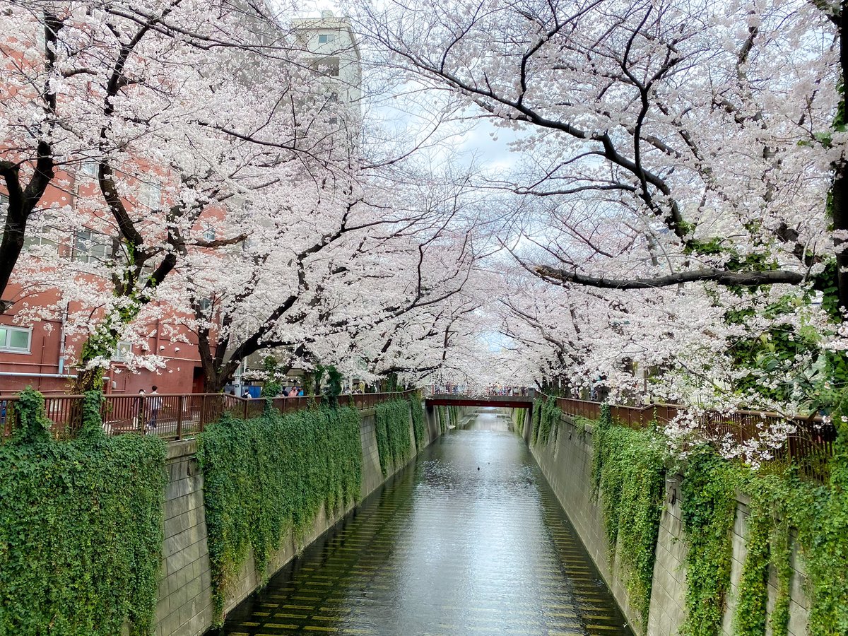 Inakichikichi's tweet photo. 中目黒の桜🌸

#中目黒
#目黒川
#桜
#写真好きと繋がりたい
#空 #夕暮れ #景色
#風景 #Canon #フィルム
#イラスト #春 #淡い https://t.co/Ewn432XRiZ