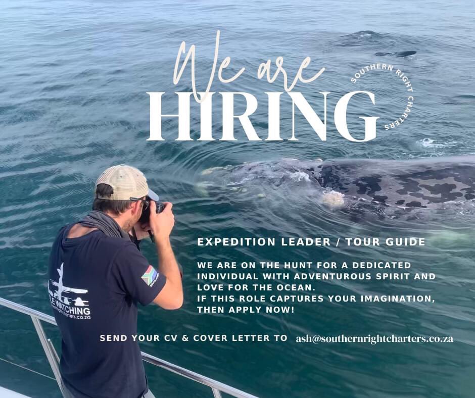 We are hiring🐋 Send your CV &amp; Cover Letter to: ash@southernrightcharters.co.za  

#westerncape #whalewatching #hermanus #safariguide #tourguide #expeditionleader