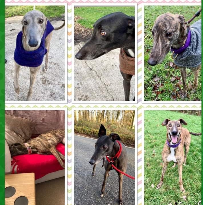 #HelpingHands
Desperate for sensitive dog food as it helps with our #grehounds digestion. We have 6 lovely dogs looking for a home with short walks.
Grateful for any flavour, can be purchased at any pet shop or via #amazonwishlist⬇️
#ThankYou #Flintshire

amazon.co.uk/hz/wishlist/ls…
