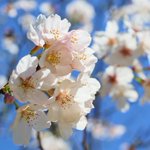 鹿児島 砂むし温泉 指宿白水館(Hakusuikan)のツイート画像
