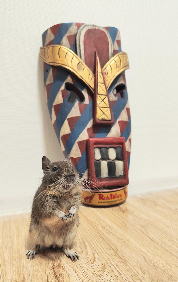 degu_potato's tweet image. 今日フリーマーケットで
売ってる方に「似合います?」って聞いたら、
「似合います」って答えてくれたので、買いました。