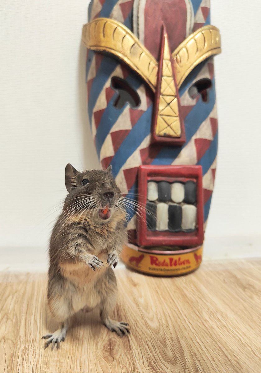 degu_potato's tweet image. 今日フリーマーケットで
売ってる方に「似合います?」って聞いたら、
「似合います」って答えてくれたので、買いました。