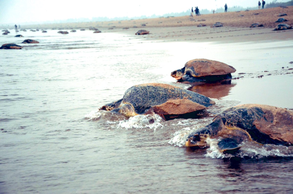 dpradhanbjp's tweet photo. Olive Ridley turtles are integral to Odisha’s identity. The sight of more than 2.4 lakh turtles coming ashore for mass nesting at the marine sanctuary in Gahirmatha will delight everyone. Kudos to all, especially the local people for the conservation efforts. https://t.co/8hk34txOYE