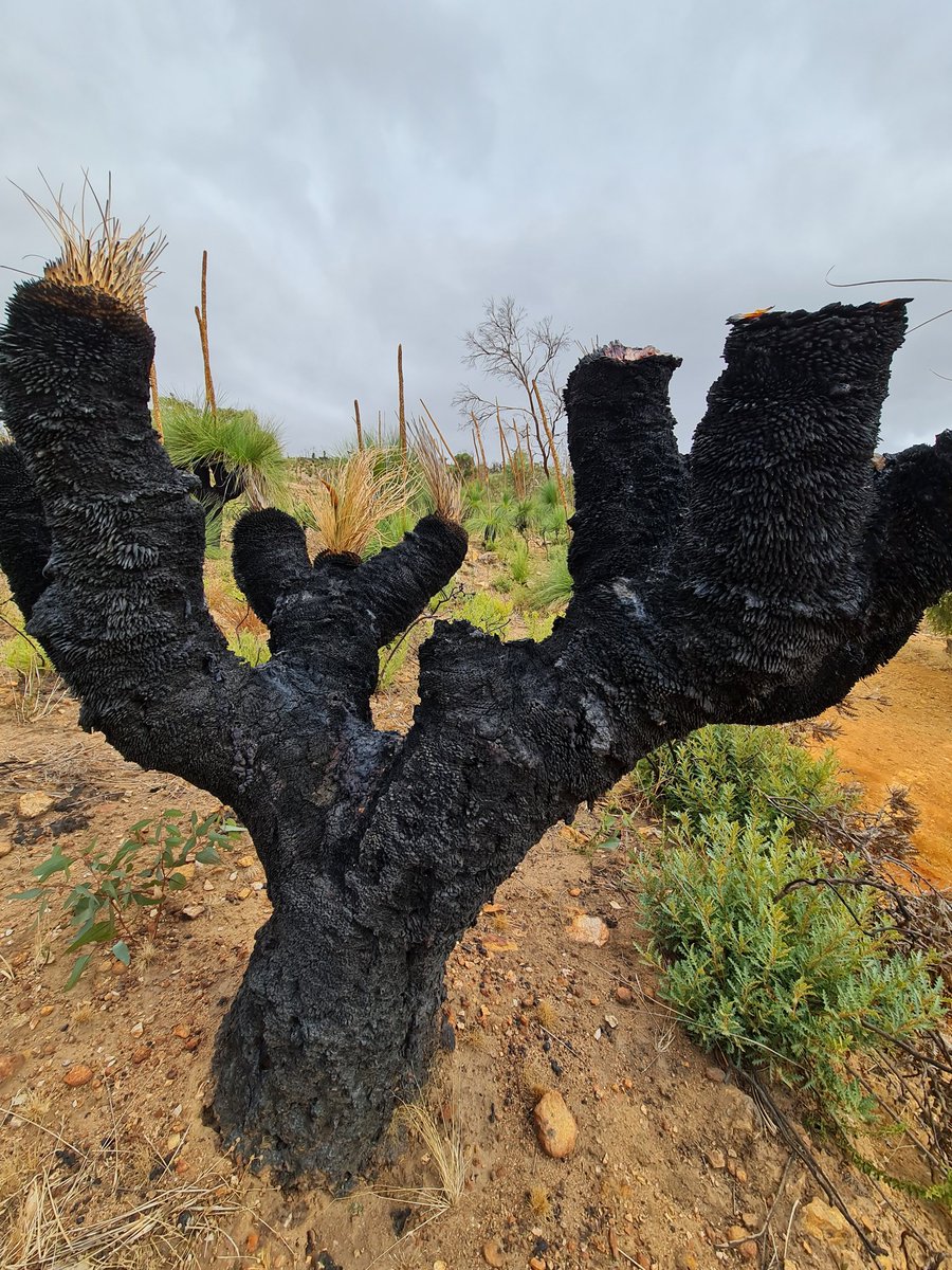 Planographer's tweet photo. Back at #BellsRapids again for another hike. Remnants of a bushfire running through the area with these #GrassTrees https://t.co/eeodG10oSK