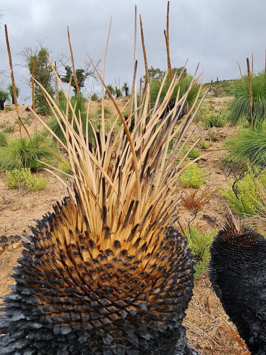 Planographer's tweet photo. Back at #BellsRapids again for another hike. Remnants of a bushfire running through the area with these #GrassTrees https://t.co/eeodG10oSK